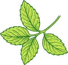 Karakorum Kombucha | La kombucha de La Laguna 13 Hierbabuena