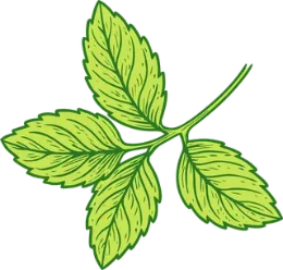 Karakorum Kombucha | La kombucha de La Laguna 18 ing2 hierbabuena web