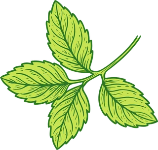 Karakorum Kombucha | La kombucha de La Laguna 18 ing2 hierbabuena